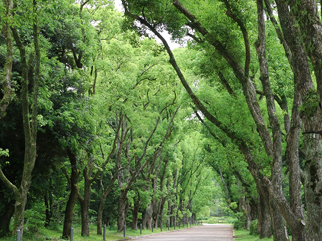 京都府立植物園画像