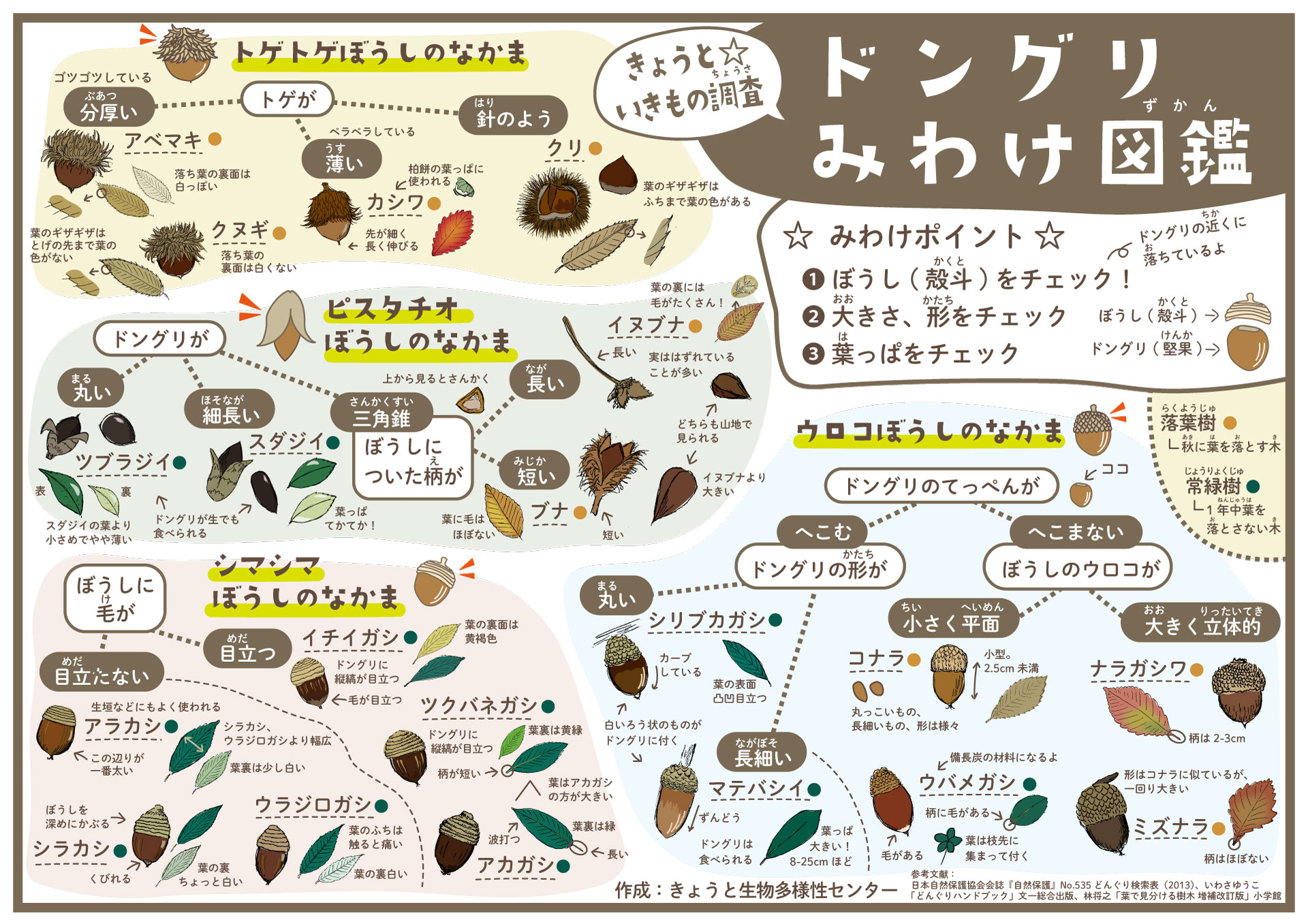 きょうと☆いきもの調査」みんなでドングリを調べよう！ - 京都市生物  