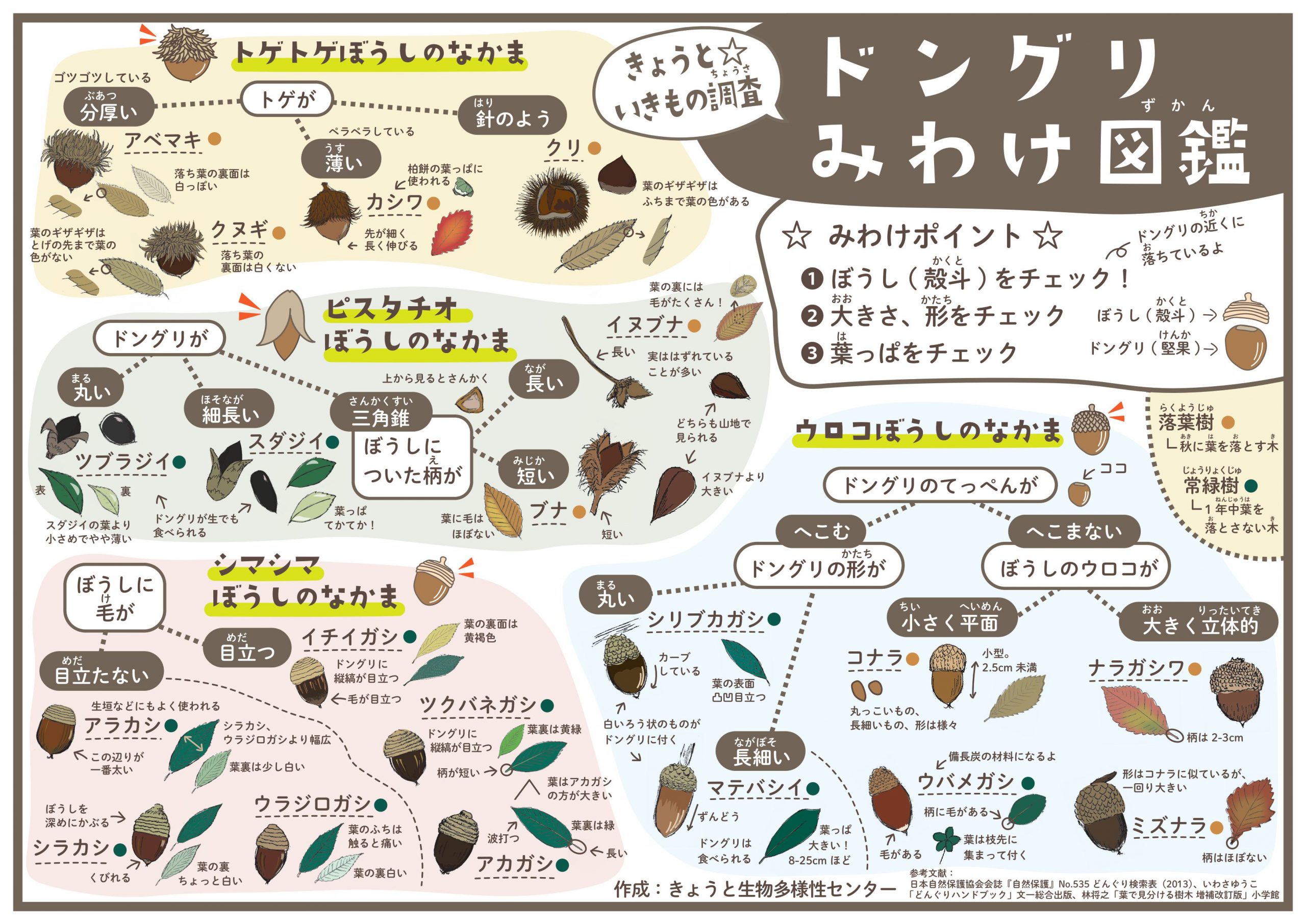 きょうと☆いきもの調査（ドングリ、テントウムシ）」 - 京都市生物 
